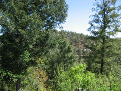 Redwood 313 - 17