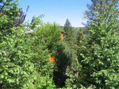 Redwood 313 - 20